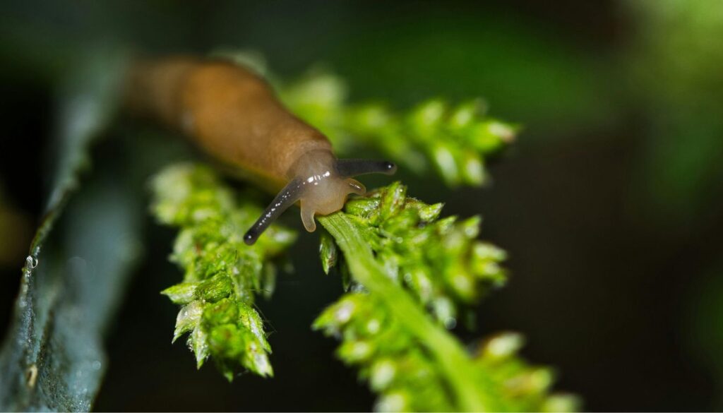 A brown slug crawling on a green plant stem with small buds, highlighting its slimy body and tentacles.