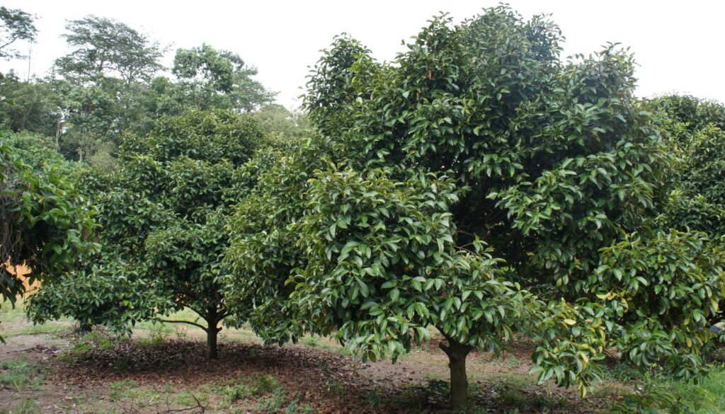 A young mangosteen plant growing in a garden with healthy green leaves, surrounded by moist, well-prepared soil.