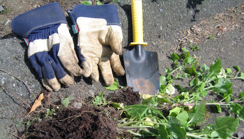 A gardener using a hand hoe to remove weeds from soil, surrounded by healthy vegetable plants in a well-maintained garden.