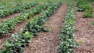 Weeding Definition The Role of Weeding: Why It Matters for Gardens and Crops (2026)