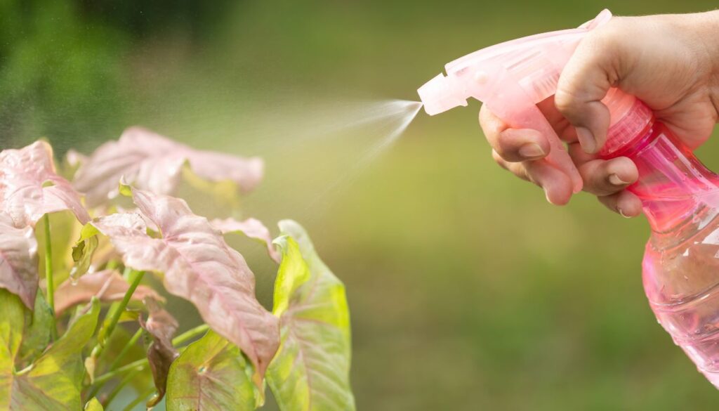 "A gardener using an organic spray bottle to mist a vibrant, lush plant in a sunlit garden.