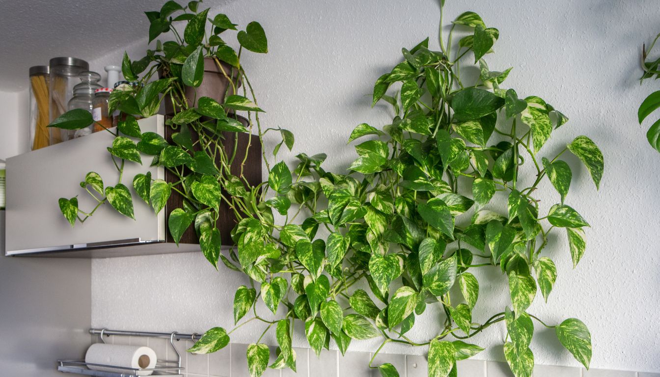 Photo inspiration: Picture Idea: Top Indoor Vines Transform Your Home Into A Green Oasis