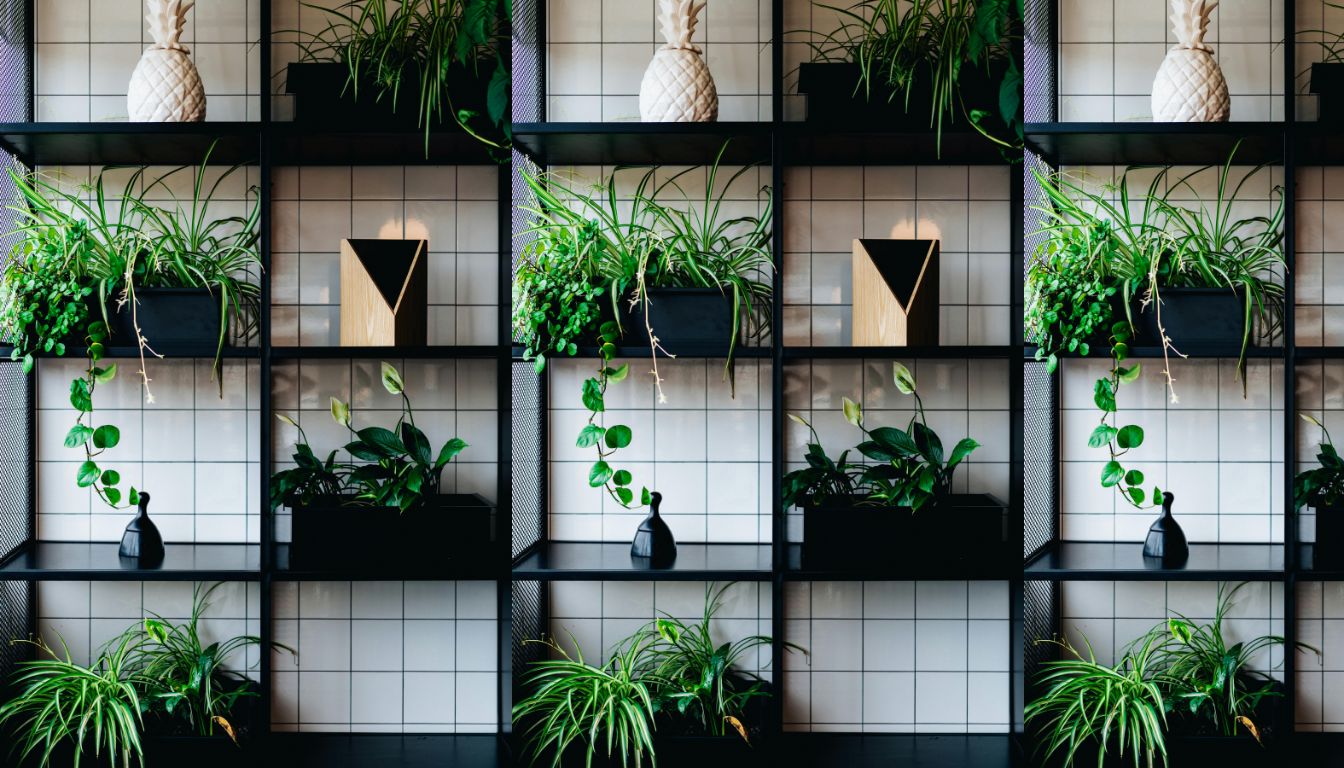 Photo inspiration: Visual Reference: Top Indoor Vines Transform Your Home Into A Green Oasis