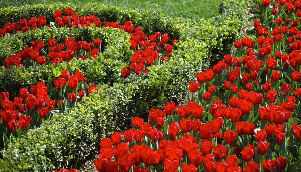 A vibrant garden with blooming red tulips interspersed with lush, green companion plants, creating a striking natural pattern.
