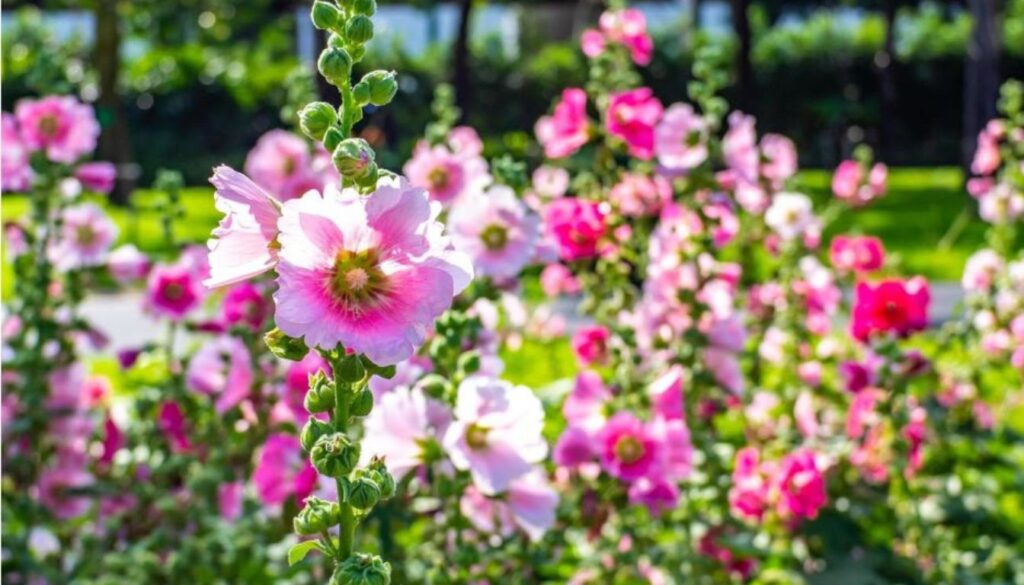 Blooming hollyhocks with vibrant pink and white petals, surrounded by lush green leaves in a garden setting.