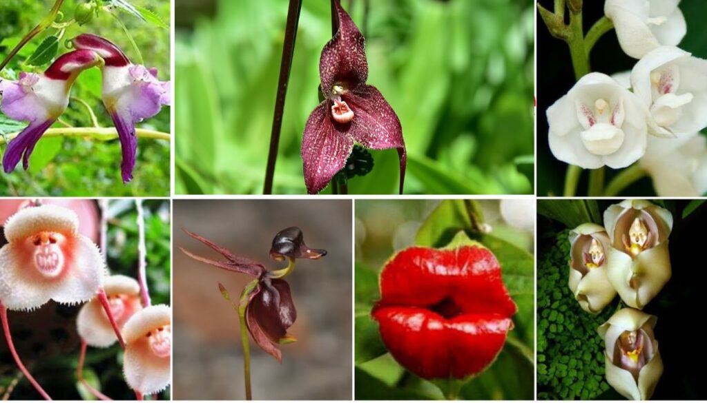 A collection of exotic and unique flowers displaying unusual shapes, colors, and patterns, each highlighting nature's creativity.