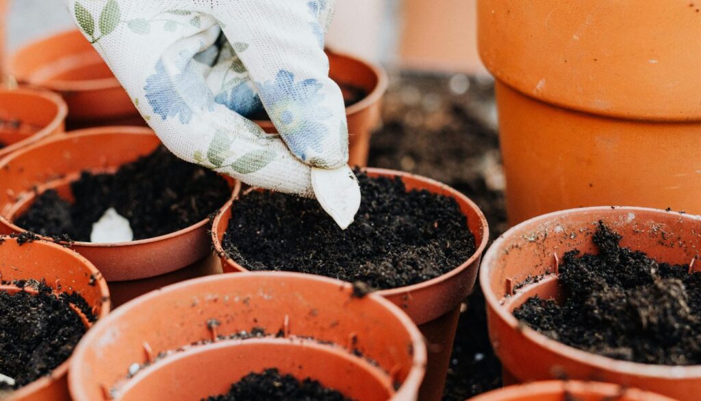 A gardener’s hand gently placing pumpkin seeds into rich, dark soil with budding green sprouts nearby, capturing the essence of precise timing.