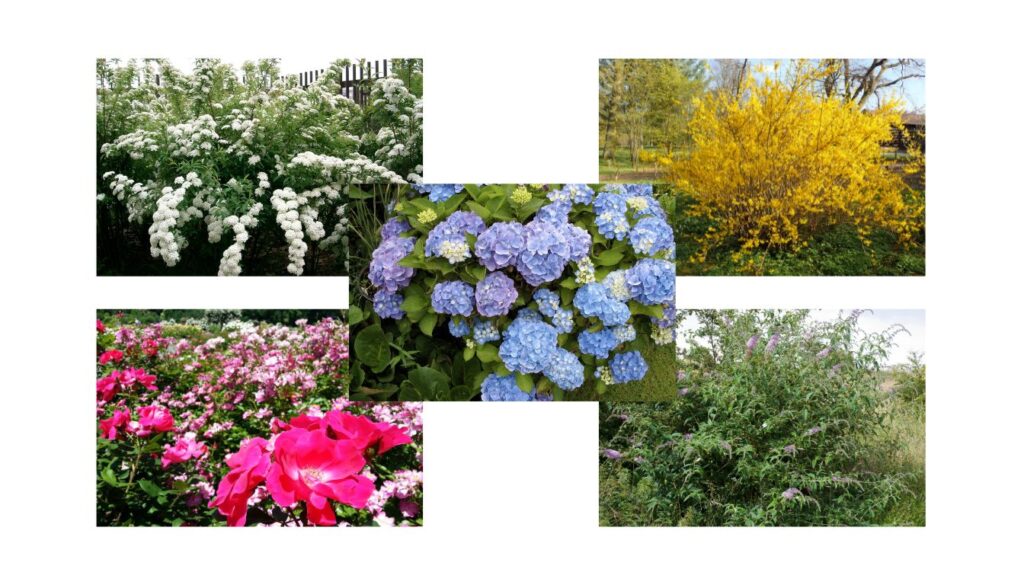 A collage of five low-maintenance flowering shrubs with vibrant blooms in a lush garden setting.