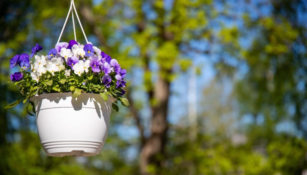 A vibrant stunning trailing flowers in hanging baskets, showcasing colorful blooms cascading beautifully over the edges.