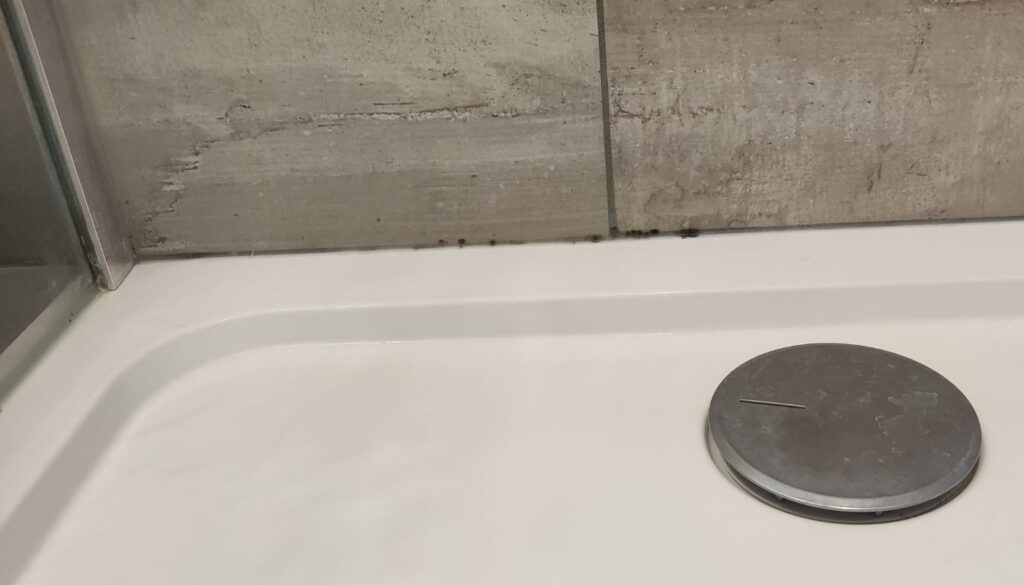 Close-up of a bathroom tile with visible mold growth along the grout, highlighting damp, affected areas.