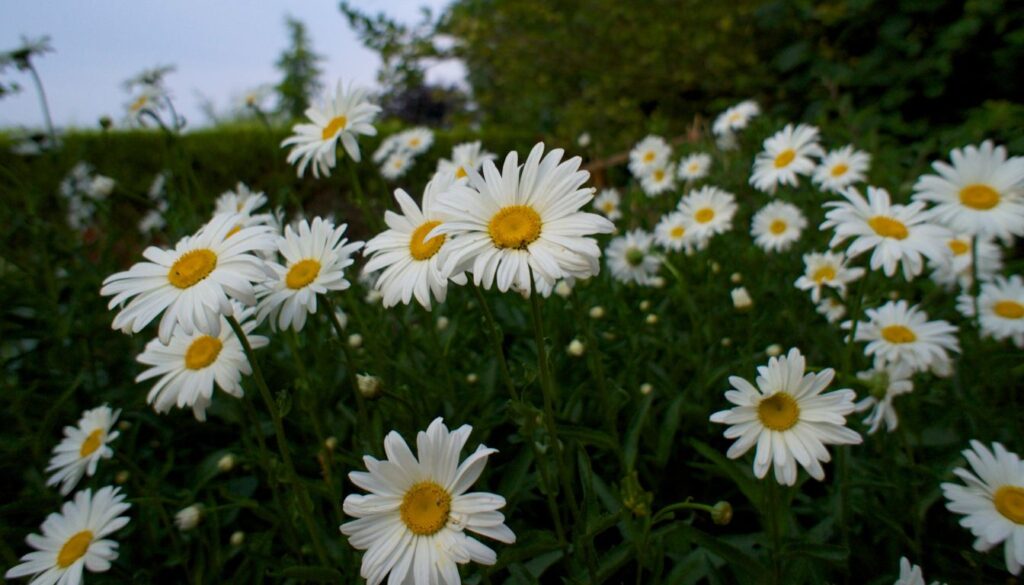 A vibrant garden of Shasta daisies in full bloom, featuring delicate white petals and sunny yellow centers across a lush, well-tended landscape.