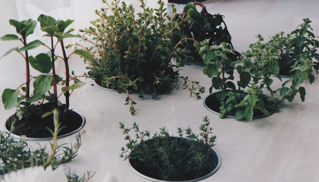 A vibrant selection of winter herbs-rosemary, thyme, mint, and sage-thriving in a frosty garden bed.