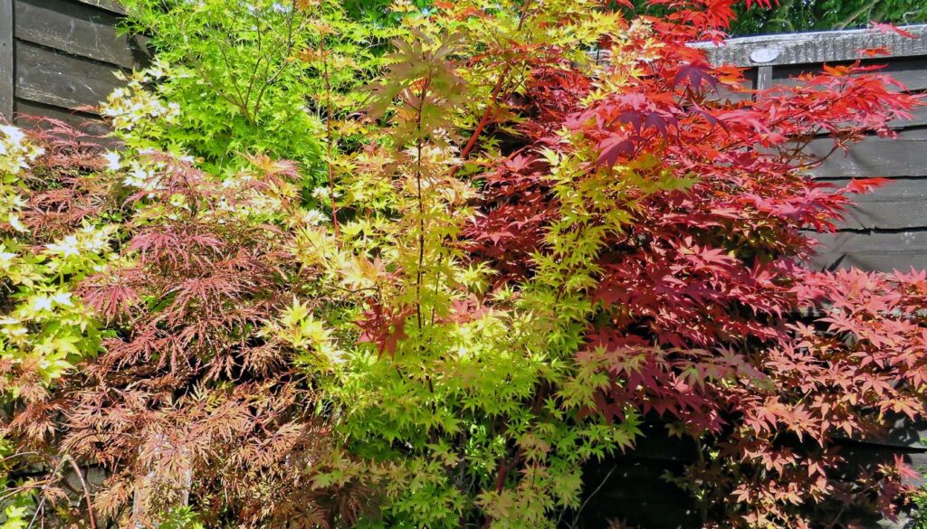 A mature Coral Bark Japanese Maple with vivid coral bark and lush, green foliage in a landscaped garden.
