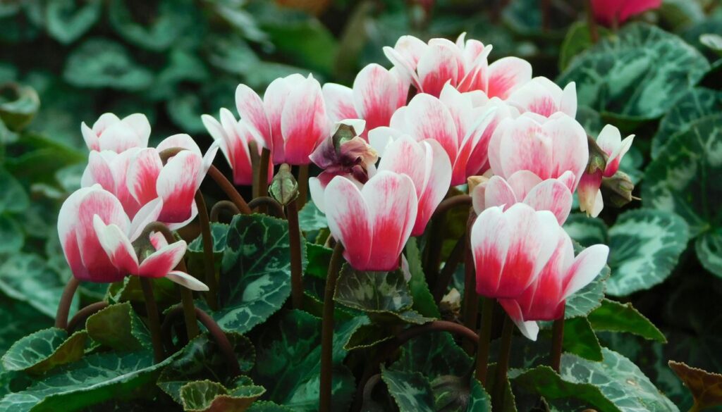 A thriving cyclamen indoors on a bright window ledge, showcasing its vibrant blooms and distinct heart-shaped leaves against soft, natural light.