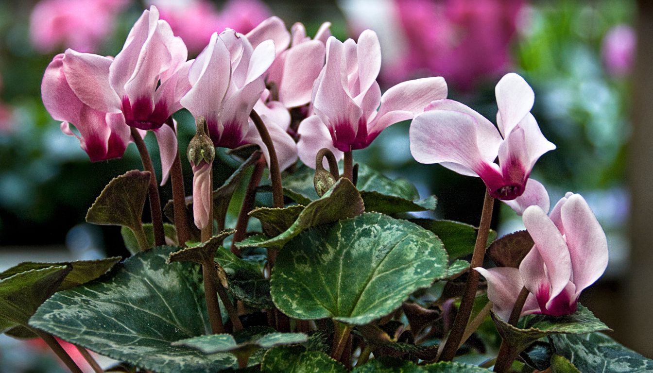 Cyclamen Care Indoors: Expert Guide for Vibrant Blooms (2025)