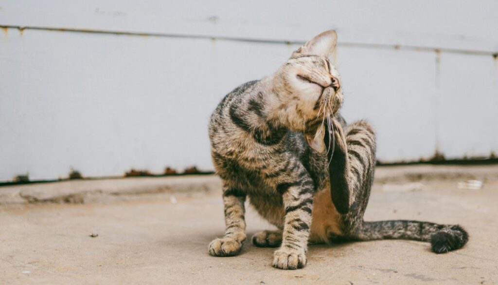 A glass bowl filled with homemade DIY flea powder made from diatomaceous earth, neem powder, and essential oils, arranged on a rustic counter with pet grooming tools nearby.