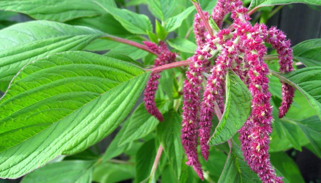 Close-up of vibrant amaranth flowers and lush green leaves radiating natural vitality.