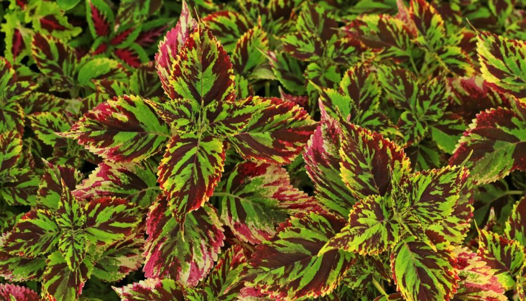 Vibrant coleus plants with multicolored, variegated leaves arranged in a garden setting.