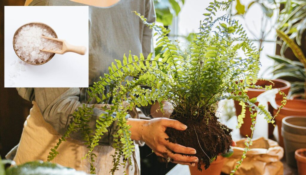 Close-up of a lush fern with vibrant, green fronds, next to a jar of Epsom salt in a garden setting.