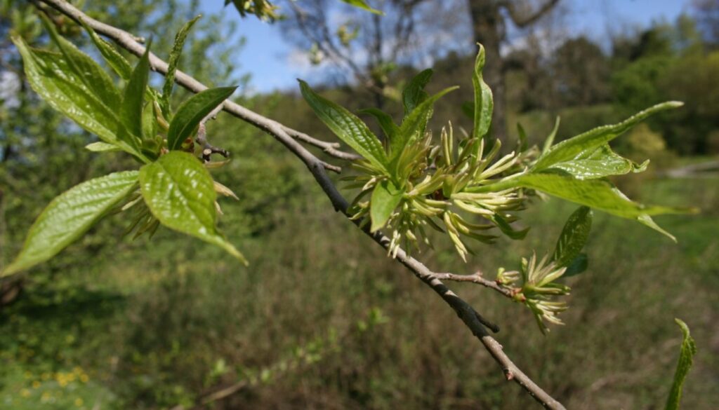 A close-up of fresh Eucommia leaves and bark, highlighting their rich green color and textured surface, traditionally used for health benefits.