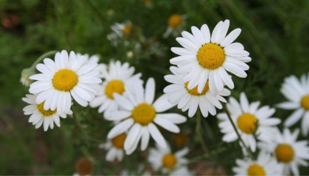 A close-up of young Roman chamomile seedlings emerging from fresh, moist soil, showcasing feathery green leaves and hints of delicate buds.