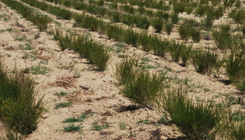 A bright garden scene showcasing thriving rooibos plants in sandy, sunlit soil.