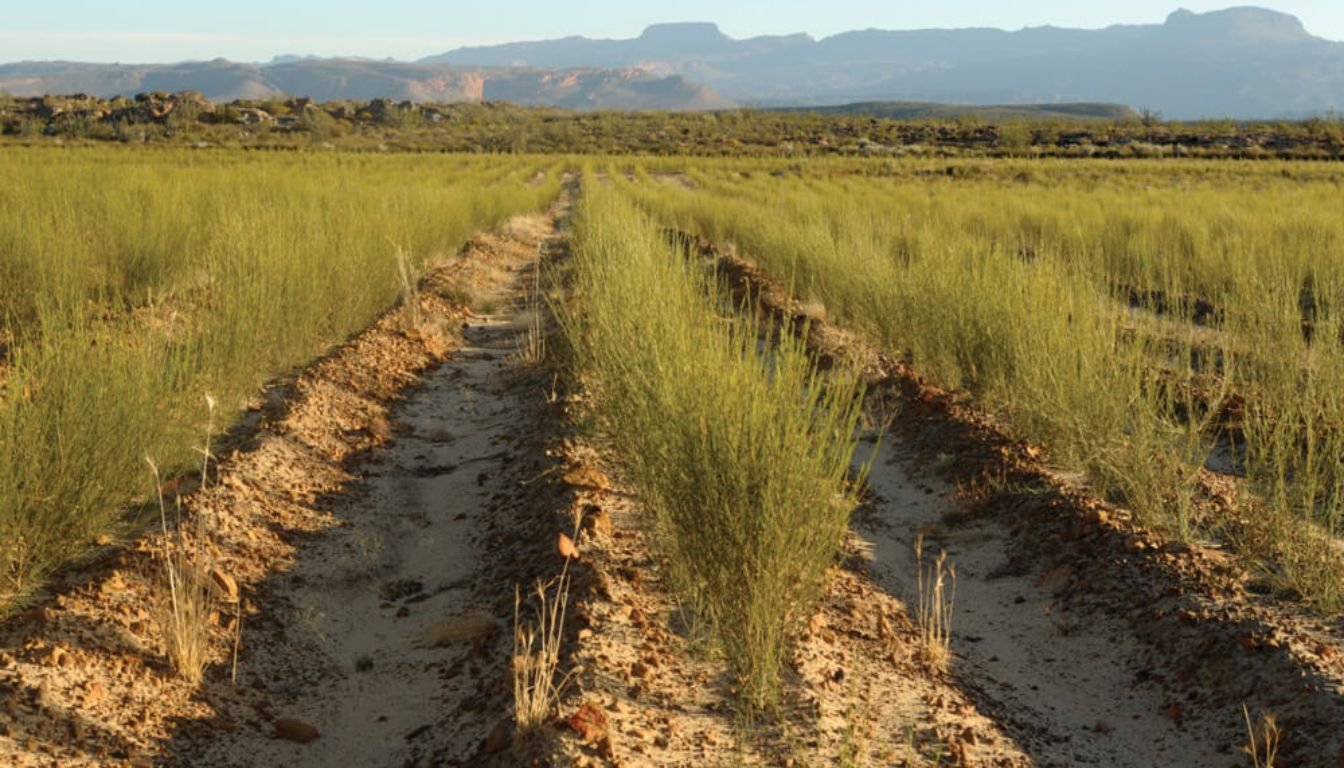 The Rooibos Growing Rooibos: A Guide to Cultivating Your Tea at Home (2026)