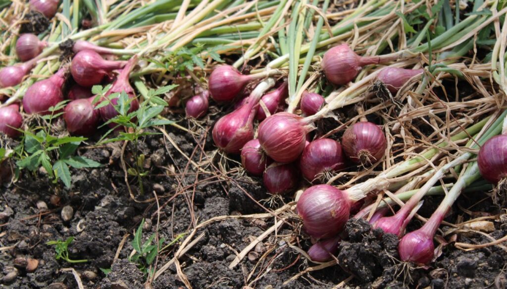 A gardener carefully harvesting bright red onions from a rich, tilled garden bed in natural sunlight.