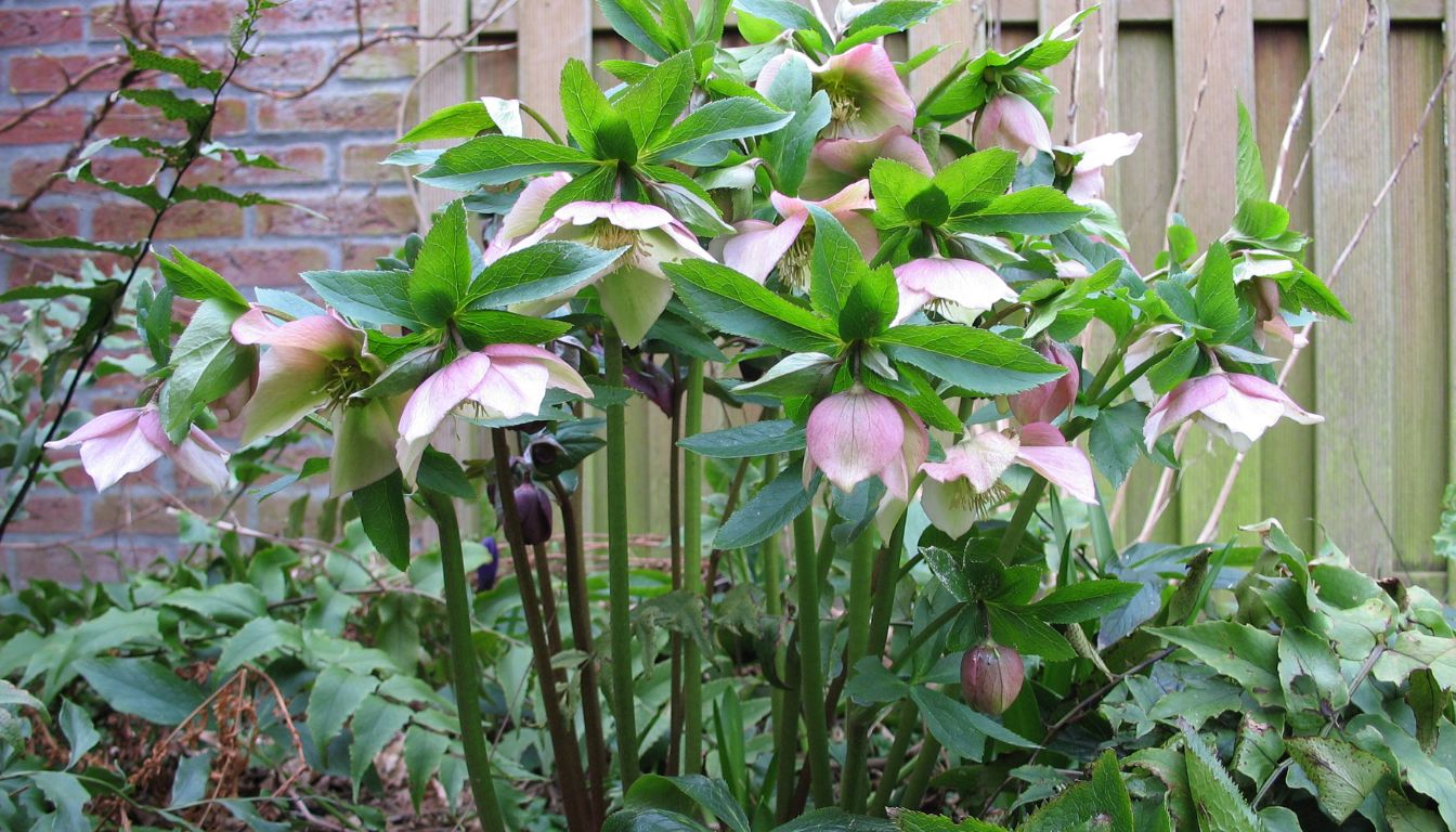 Helleborus Orientalis Care Secrets For Your Winter Garden 2026 helleborus-orientalis-care-secrets-for-your-winter-garden-2026