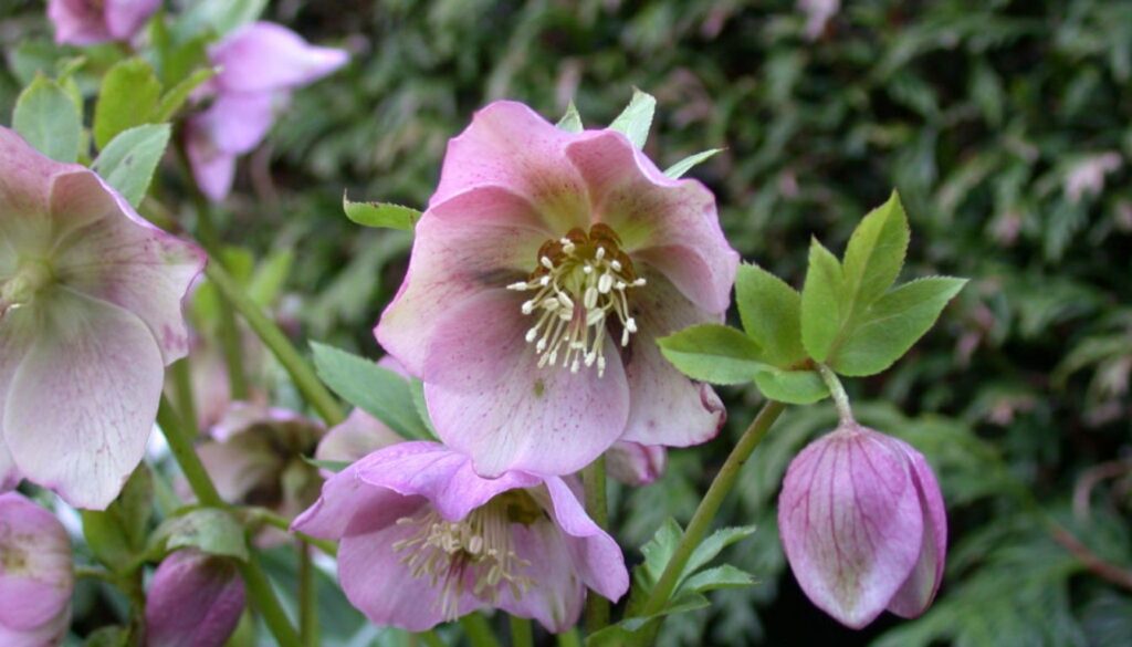 Close-up of a Helleborus orientalis bloom with delicate pink petals against frosted green foliage in a winter garden.