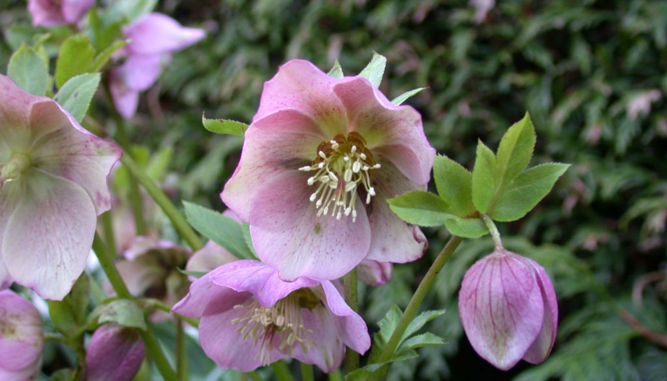 Helleborus Orientalis Care Secrets For Your Winter Garden 2026 Helleborus Orientalis Care Secrets For Your Winter Garden 2026