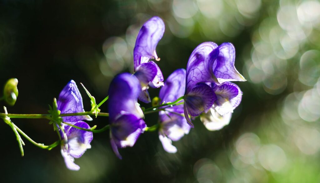 A close-up of vibrant Hooded Monk Flowers with deep purple-blue petals, blooming gracefully in a shaded garden setting.
