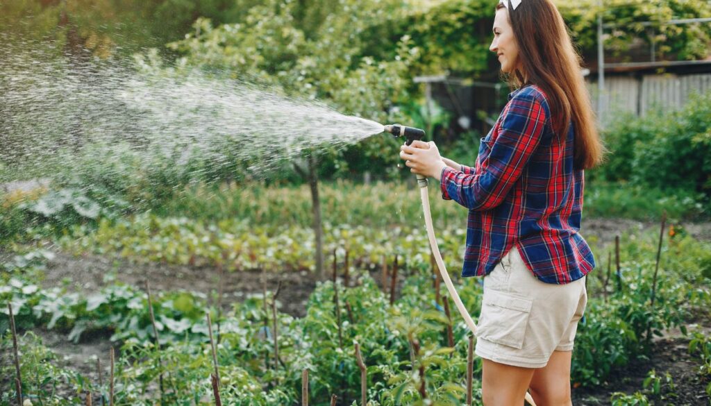 Gardener watering thriving tomato plants in a sunlit garden.