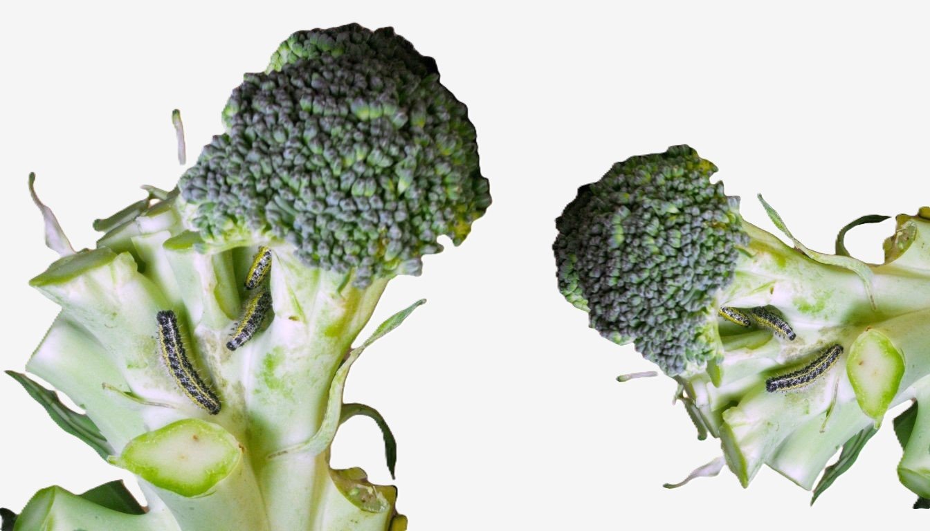 How to Control Broccoli Worms for a Healthy Harvest (2026)