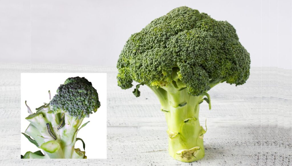 A vibrant head of broccoli with a close-up inset showing small green caterpillars on the leaves.