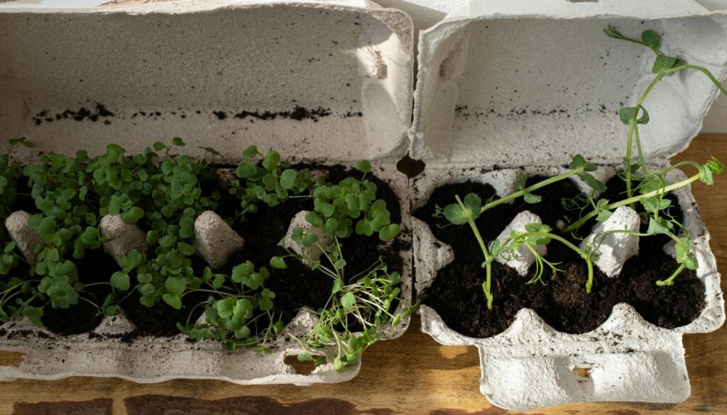 A close-up of an egg carton repurposed as a seed starter, filled with soil and sprouting green seedlings, placed on a wooden surface.