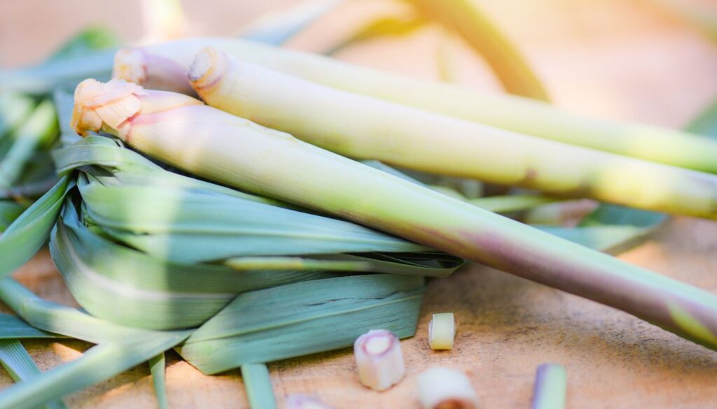 Vibrant lemongrass plants with lush green stalks thriving in a sunny garden.