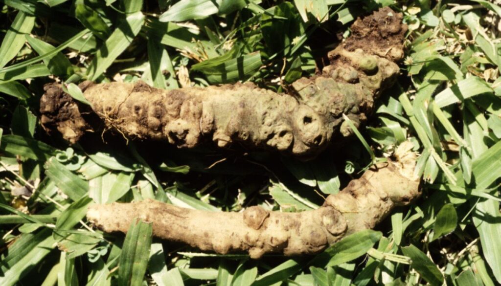 A close-up of dried kava root pieces on a wooden surface, highlighting their rough texture and earthy tones.