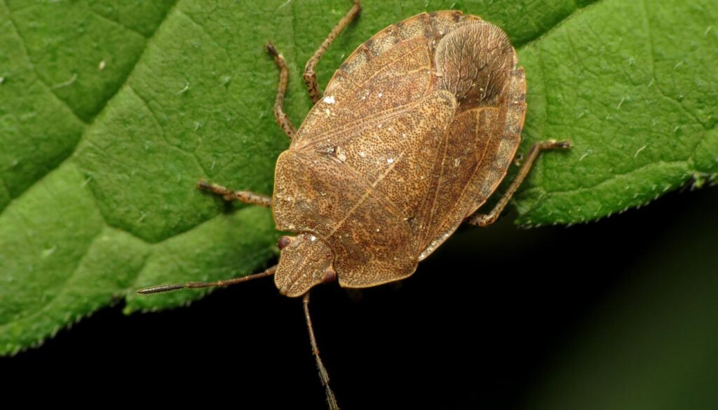Close-up of a brown stink bug resting on a vibrant green leaf amid garden foliage.