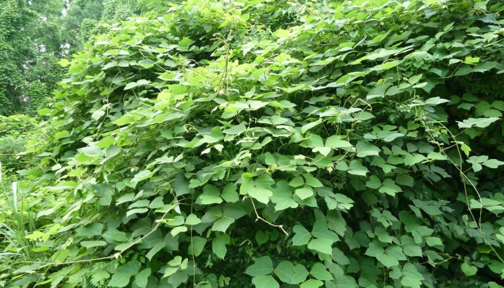 Dense kudzu vines with vibrant green, heart-shaped leaves sprawling over a sunlit hillside.