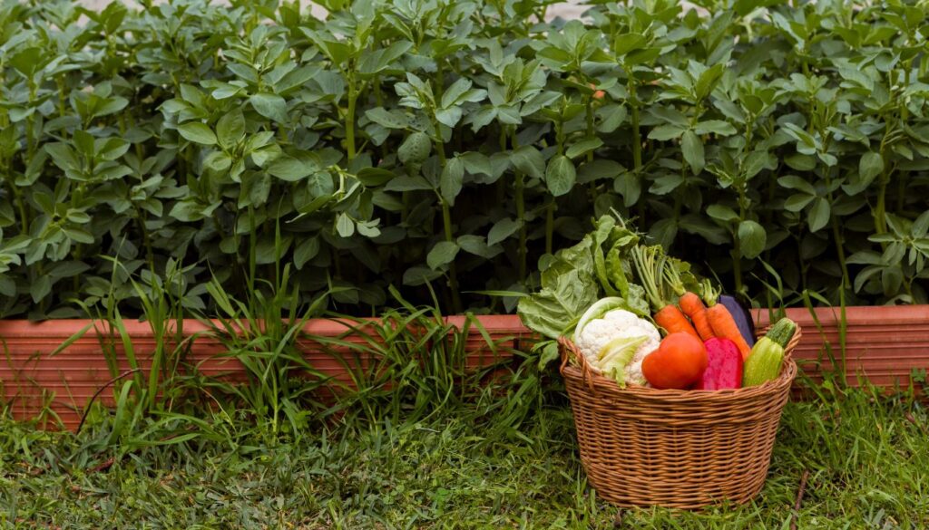 A wicker basket brimming with freshly harvested vegetables, including tomatoes, carrots, and leafy greens, sitting in a vibrant garden.