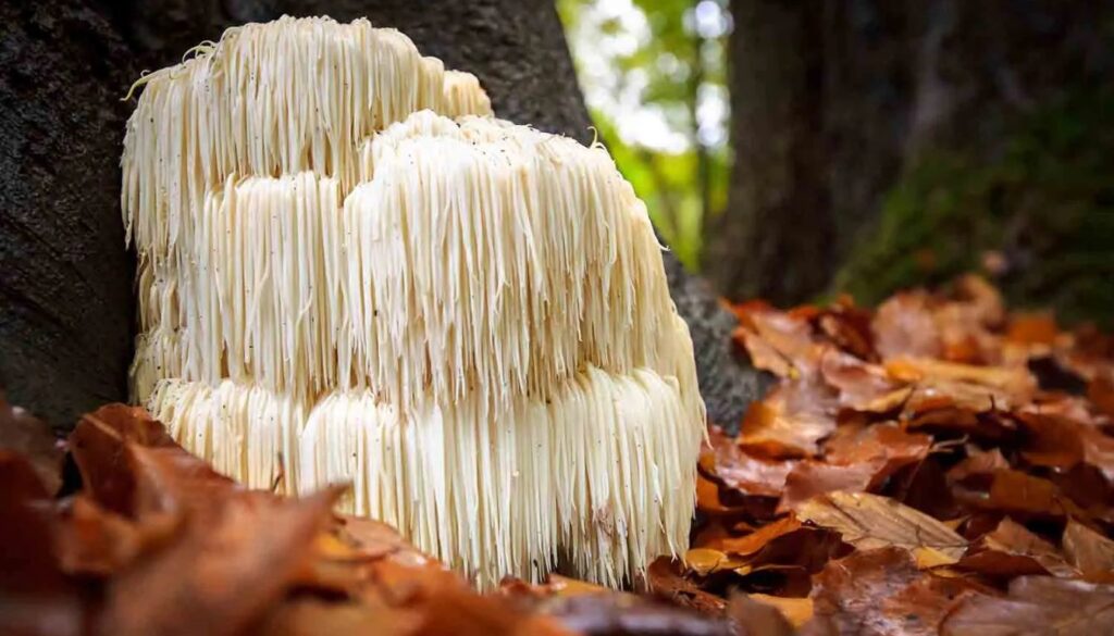 Close-up of a Lion's Mane mushroom with cascading white spines set against a natural backdrop.