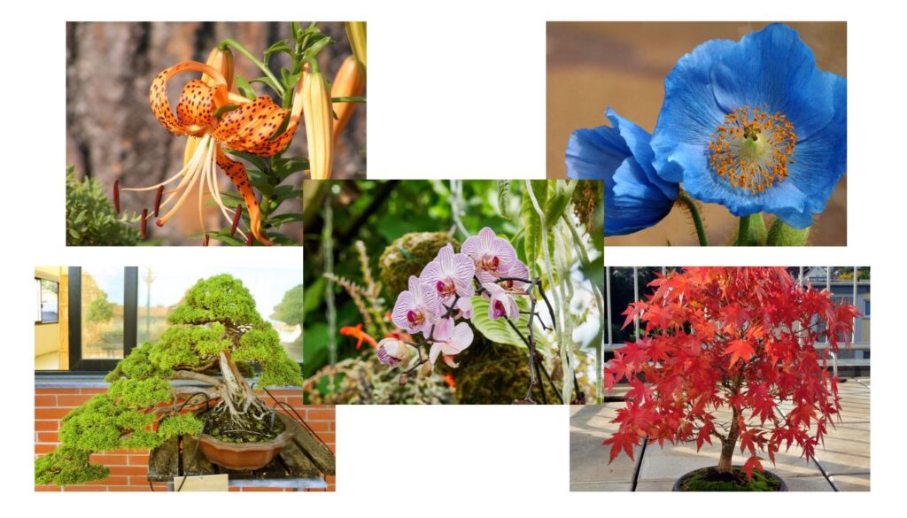 A close-up of a lush garden featuring several vibrant, hard-to-grow flowers in various stages of bloom, highlighting their intricate petals and unique textures.
