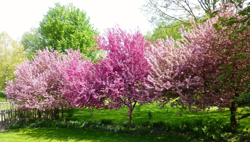 A well-designed small yard featuring five compact trees, each strategically placed to maximize greenery while maintaining an open, inviting outdoor space.