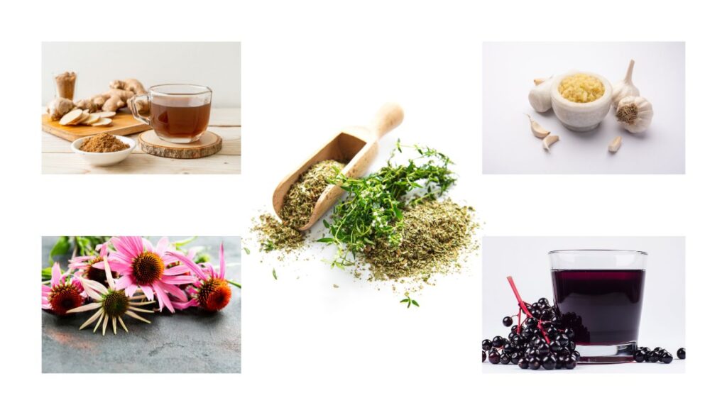 A vibrant display of five potent herbs—elderberry, echinacea, ginger, garlic, and thyme-arranged with a steaming cup of herbal tea.