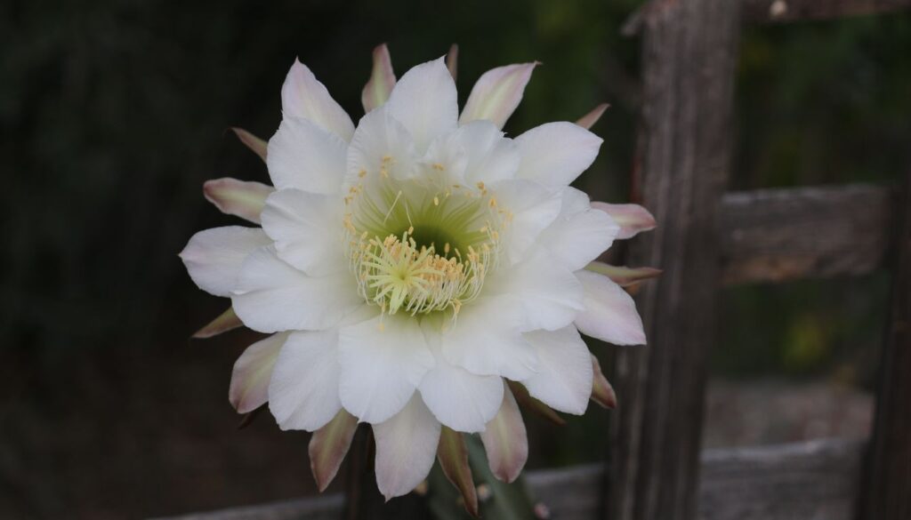 A close-up shot of a freshly cut night blooming cereus segment resting on a work surface with clear pruning tools and a small pot of well-draining soil in the background, highlighting the propagation process.