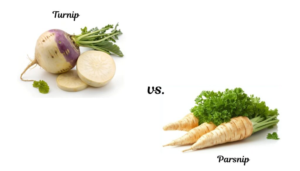 A fresh display of parsnips and turnips, showcasing their distinct shapes and colors on a rustic wooden surface.