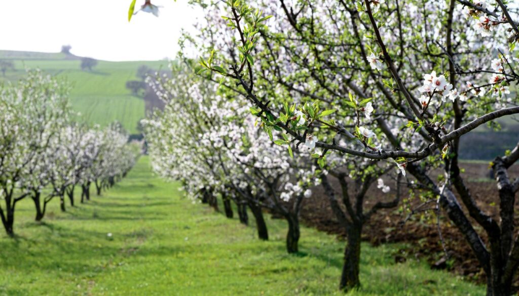 A vibrant permaculture orchard with rows of blooming fruit trees and lush greenery.