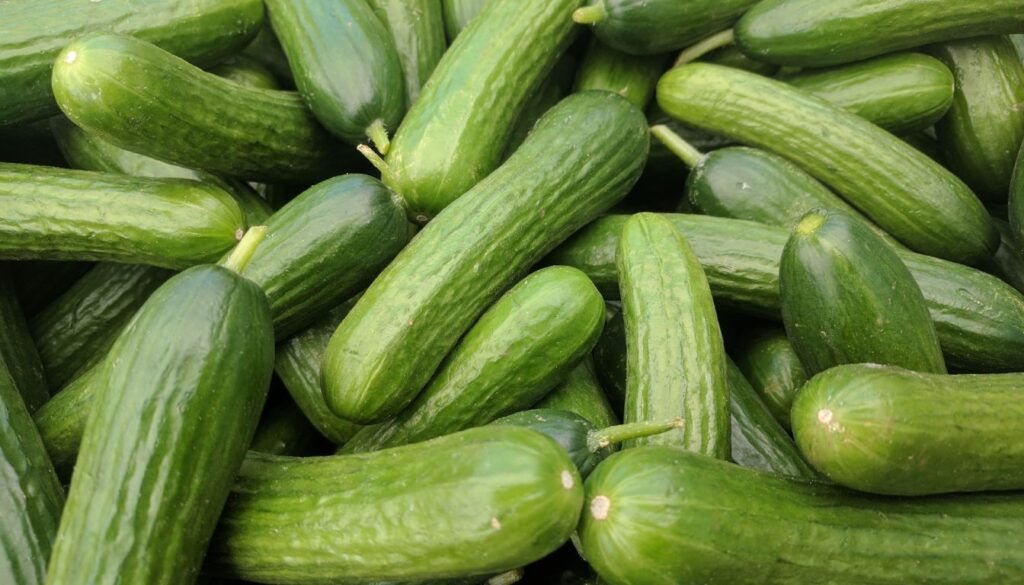 A close-up of fresh, vibrant Persian cucumbers arranged on a rustic wooden board.