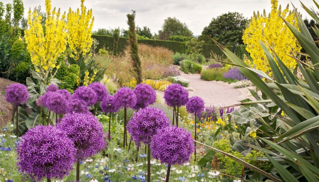 A garden bed filled with blooming alliums, showcasing their vibrant purple globes standing tall among lush green foliage in a well-maintained spring landscape.